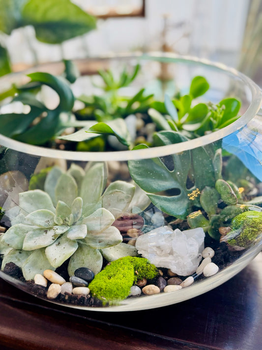 Large Low Terrarium